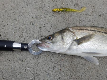 VJ中毒‼発令中⤵